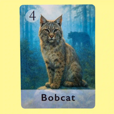 Bobcat