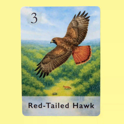Red-Tailed Hawk