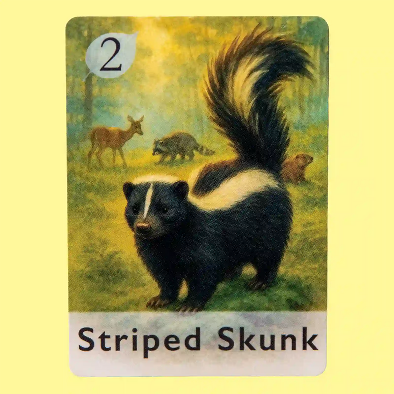 Striped Skunk