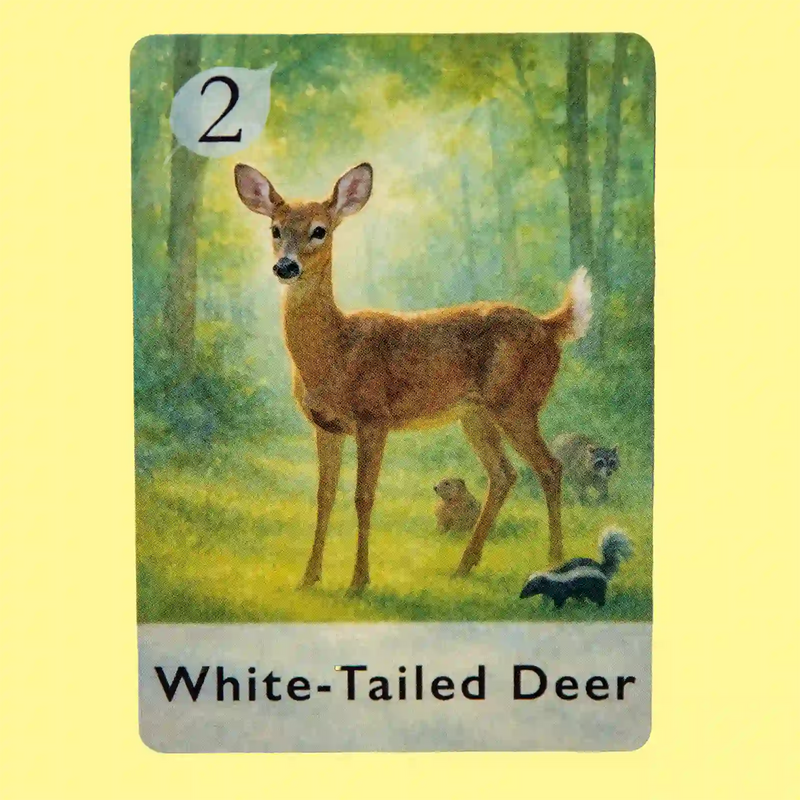 White-Tailed Deer